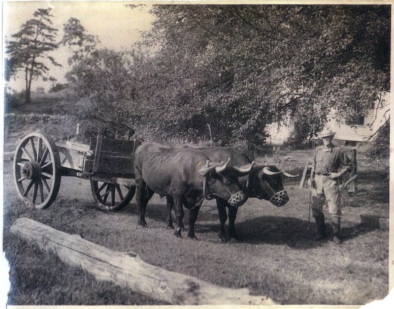 William H Norton Oxen.jpg