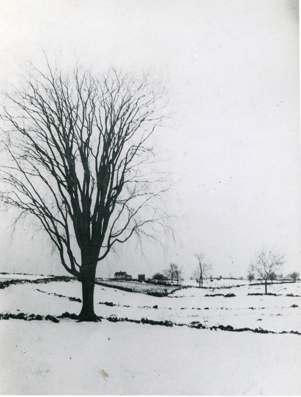 Pasture and farm land up across 405 Tanner Marsh Rd with elm tree which stood bgack at what is now 308 Clapboard Hill Road 1920's095.jpg