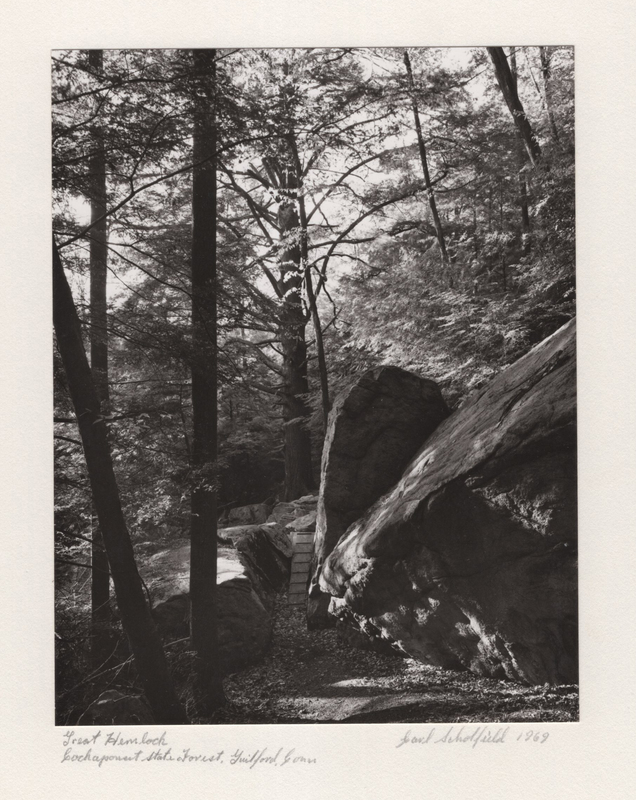3 Great Hemlock Lost Lake Cockaponset State Forest Guilford CT 1969.jpg
