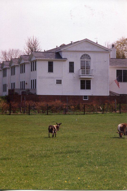 Cows at Side of New Construction.jpg