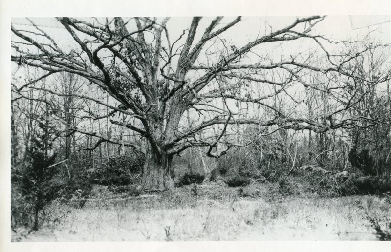 Great Oak near Pest House Cemetery.jpg