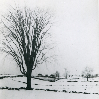 Pasture and farm land up across 405 Tanner Marsh Rd with elm tree which stood bgack at what is now 308 Clapboard Hill Road 1920's095.jpg