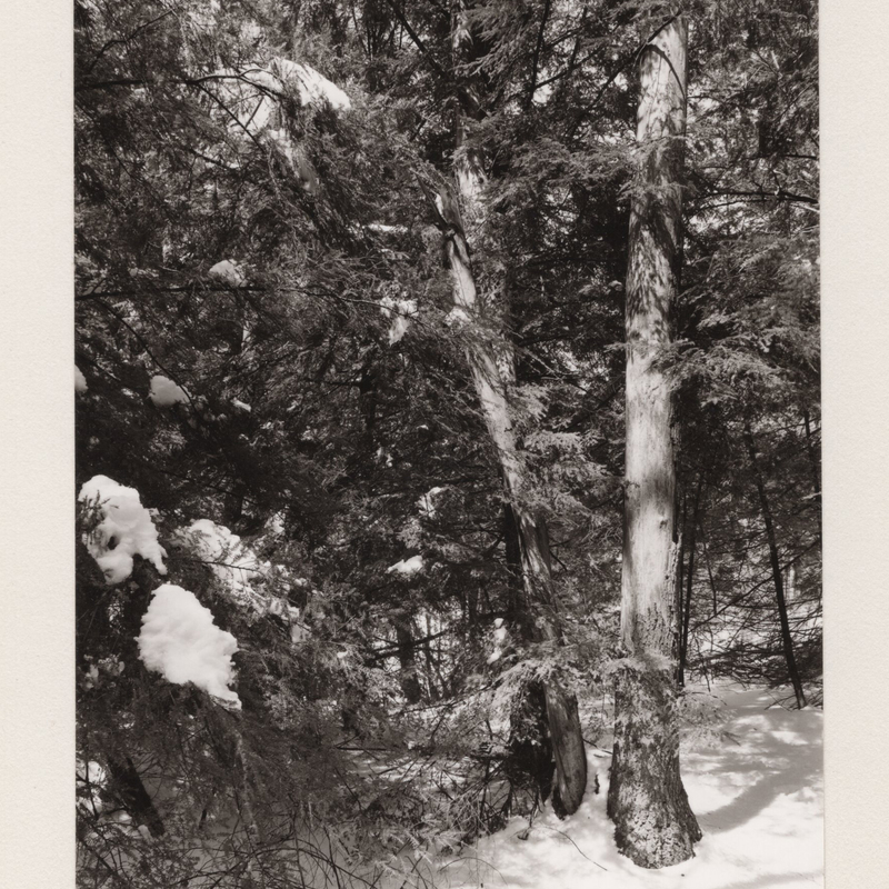 11 Blue Trail Lost Lake Cockaponset State Forest Guilford CT 1970.jpg