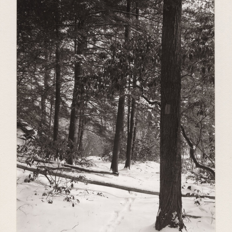7 Green Trail Lost Lake Cockaponset State Forest Guilford CT 1970.jpg