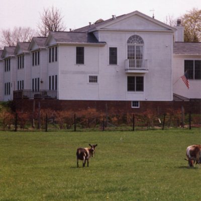 Cows at Side of New Construction.jpg