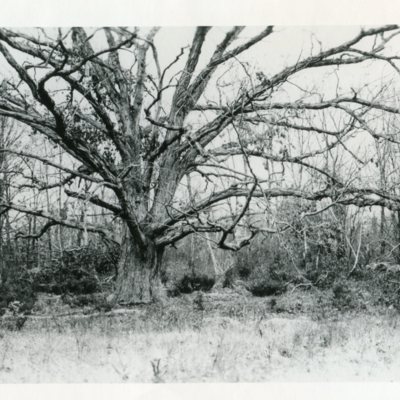 Great Oak near Pest House Cemetery.jpg