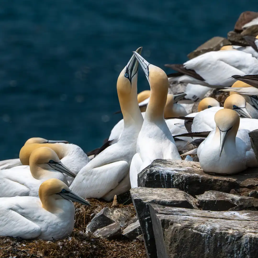picture of Gannets taken by a member of the coastal camera club